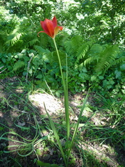 Tulipa sprengeri