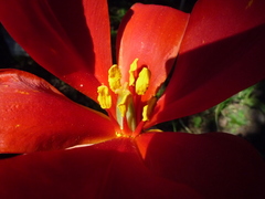 Tulipa sprengeri