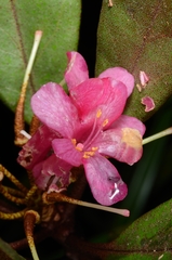 Rhododendron malayanum