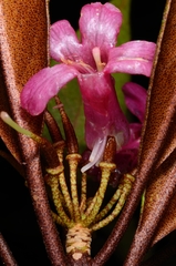 Rhododendron malayanum