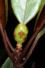 Rhododendron malayanum
