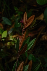Rhododendron malayanum