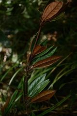 Rhododendron malayanum