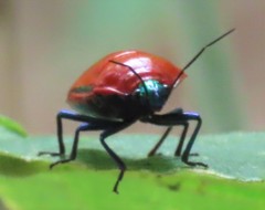 Calliphara imperialis