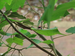 Calliphara imperialis