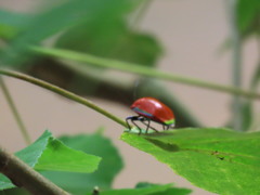 Calliphara imperialis