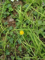 Taraxacum officinale