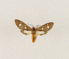 Dysauxes famula
