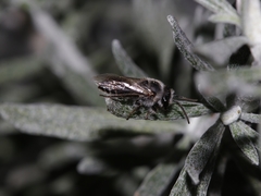 Leioproctus alleynae