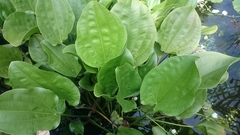 Echinodorus palifolius