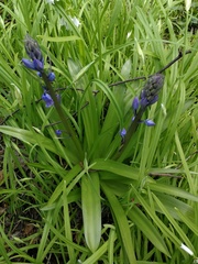 Muscari armeniacum