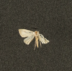 Rivula sericealis