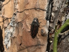 Buprestis lineata