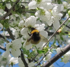 Bombus haematurus