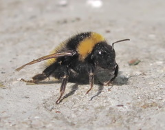 Bombus haematurus