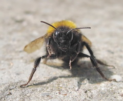 Bombus haematurus