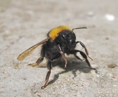 Bombus haematurus
