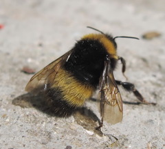 Bombus haematurus