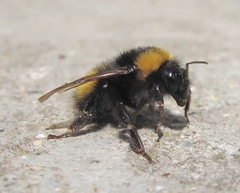 Bombus haematurus