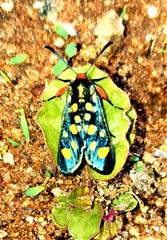 Arniocera auriguttata