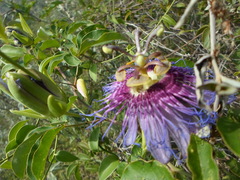 Passiflora cincinnata