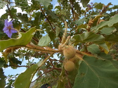 Solanum crinitum