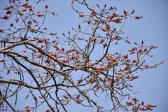 Erythrina lysistemon