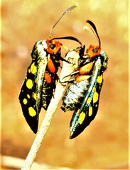 Arniocera auriguttata