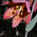 Fritillaria gentneri - Photo (c) Pacific Southwest Region, μερικά δικαιώματα διατηρούνται (CC BY)