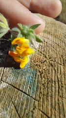 Lotus subbiflorus subbiflorus