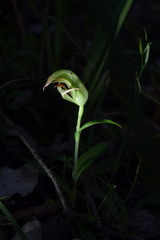 Pterostylis areolata