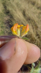 Lotus subbiflorus subbiflorus