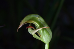 Pterostylis areolata