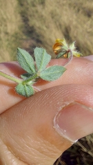 Lotus subbiflorus subbiflorus