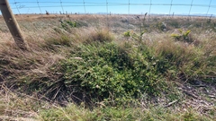 Lotus subbiflorus subbiflorus