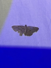 Scotorythra corticea