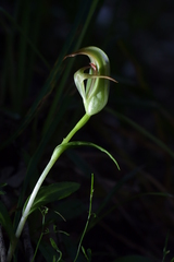 Pterostylis areolata