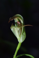 Pterostylis areolata