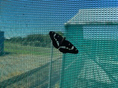 Limenitis glorifica