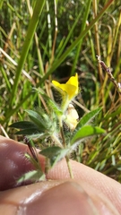Lotus subbiflorus subbiflorus