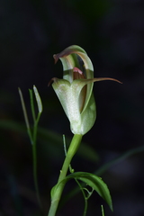 Pterostylis areolata