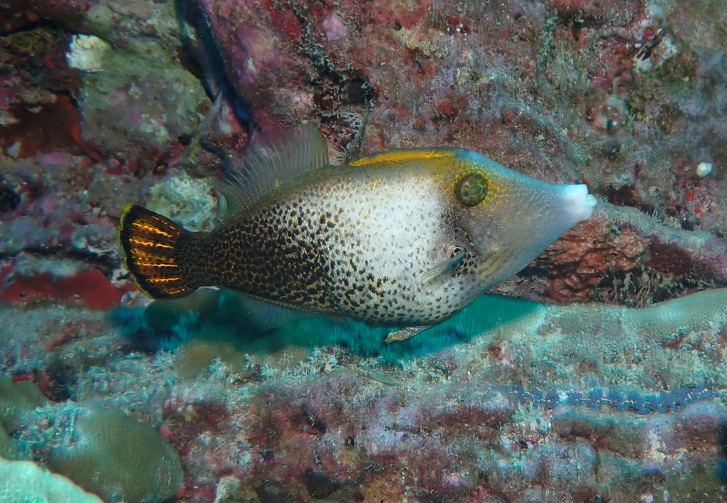 Scroll File Fish Fantail Filefish (Pervagor spilosoma) - Marine Life Identification