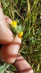 Lotus subbiflorus subbiflorus