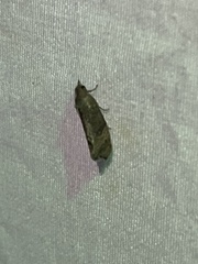 Cryptophlebia illepida