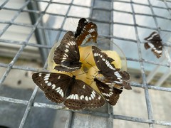 Limenitis glorifica