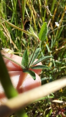 Lotus subbiflorus subbiflorus