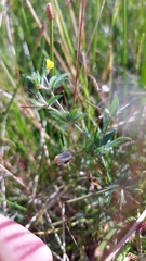 Lotus subbiflorus subbiflorus