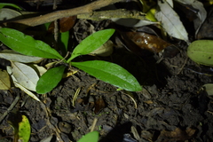 Pterostylis areolata