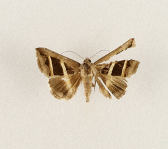 Grammodes bifasciata