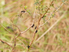 Septobasidium clelandii